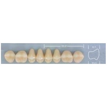 Dente Pop 34L Superior