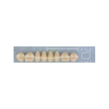 Dente Pop 34L Superior