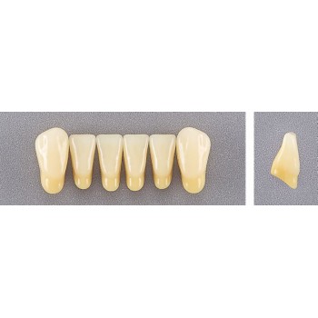 Dente Evotri L5 Inferior